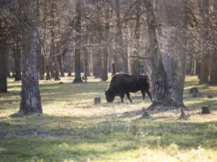 14 mln zł subwencji ekologicznej za 2025 r. dla samorządów z rejonu Puszczy Białowieskiej