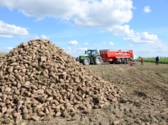 40 zł za tonę – czy to się jeszcze opłaca? Buraki na granicy rentowności