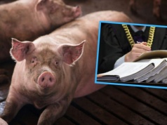 Skazani za uciążliwy fetor. Rolnicy prowadzący chlewnie z wyrokami