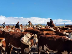 Argentyna przyspiesza ratyfikację Mercosur. Eksport do UE ma wzrosnąć o 122%