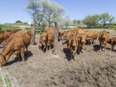 Bydło trzyma cenę, ale handel hamuje. Sprawdź stawki za byki, jałówki i krowy