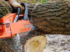 Wycinka drzew bez pozwolenia? Jest 