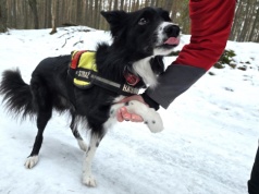 Cha-cha i Fresh – psy gruzowiskowe „w służbie” straży pożarnej w Łodzi