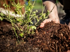 Podsyp tym wiosenne krzaczki borówki, a plon w sezonie będzie rekordowy