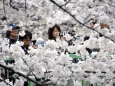 Turyści sikali w ogrodach – Japonia odwołuje festiwal, który miał ją promować
