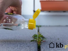 Ten domowy oprysk działa na chwasty lepiej niż większość chemii