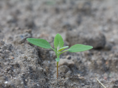 Nowa substancja w walce z odpornymi chwastami w buraku cukrowym