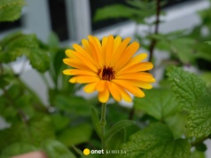 Naturalny sposób na infekcje i rany. Nagietek działa cuda