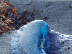 Niebezpieczne meduzy w Garachico. Wprowadzono zakaz kąpieli