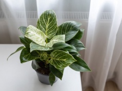 Stosuję metodę mojej babci. Dzięki niej filodendron wreszcie zaczął rosnąć