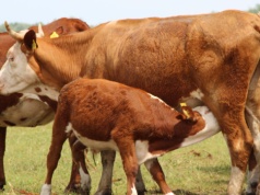 Produkcja wołowiny w ekoschemacie QMP. 21 marca mija ważny termin