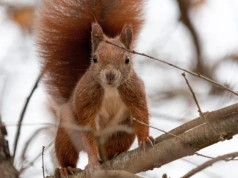Bez naszej pomocy nie przetrwają, bo wiewiórki nie zapadają w sen zimowy