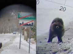 Kontrola drogowa i… dziwne zwierzę na horyzoncie. Nietypowa scena przy granicy z Rosją