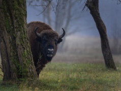 Dorożała: decyzja UNESCO ws. planu dla Puszczy Białowieskiej - najpóźniej do lipca