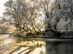 To już ostatnie dni głosowania na Europejskie Drzewo Roku, Szydłowiec walczy o zwycięstwo!