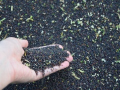 Jakie odmiany rzepaku jarego wybrać w 2026 r.?