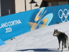 Zwierzę wyglądające jak wilk na olimpijskiej trasie. Opadły szczęki