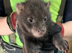 Nowi lokatorzy łódzkiego ZOO. To małe pakożery