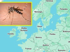 Ekspansja tropikalnej choroby "to kwestia czasu". Szokujące wyniki badań