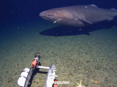 Rekin w lodowanych wodach Antarktydy. Pierwsze takie wideo w historii