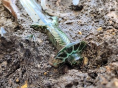 Wyjątkowy miecz z epoki brązu. Pierwsze wnioski i niespodzianki ze specjalistycznych badań