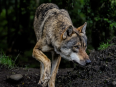 Burmistrz Przyrowa wydał komunikat ws. pojawienia się wilków na terenie gminy