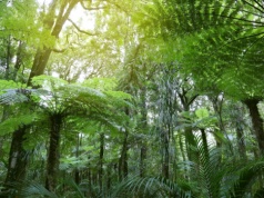 Lasy tropikalne generują opady deszczu „warte” miliardy
