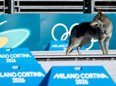 Pies skradł show podczas igrzysk olimpijskich! Wabi się Nazgul