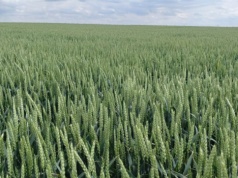 Czy produkty mikrobiologiczne poprawiają plonowanie roślin?