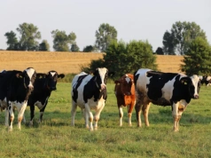 Choroba niebieskiego języka na Dolnym Śląsku. Co ze strefą?
