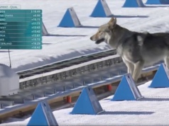 Pies na trasie IO skradł show. Takiego finiszu nikt się nie spodziewał