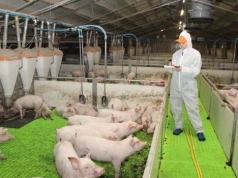 Wentylacja i pełna automatyka. Tak wygląda nowa odchowalnia prosiąt u rolnika z Wielkopolski