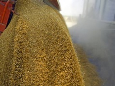 18.02.2026 Ceny skupu zbóż, kukurydzy, oleistych i strączkowych: na rynku zbóż spokojnie