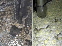 Słupia pod Kępnem. Pączki  zatkały kanalizację, były ich setki   