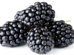 Od żywopłotu do źródła zdrowia: Nauka stojąca za niezwykłymi właściwościami jeżyn