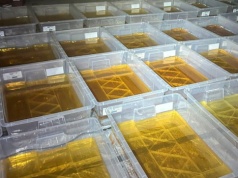 CBŚP w Goplanie. Wiadomo już, czego szukali funkcjonariusze