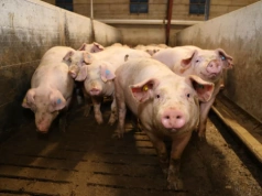 Tuczniki droższe nawet o 30 gr. Jakie są aktualne ceny świń w Polsce?