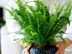 Zamiast do zlewu – do doniczki. Ten kuchenny „odpad” działa jak naturalne turbo dla paproci