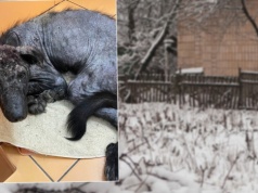 Szukał pomocy u ludzi i głośno płakał. Na jego widok pęka serce