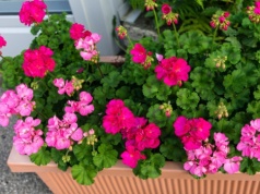 Nie przegap tego terminu wybudzania pelargonii. Inaczej szybko nie zakwitną