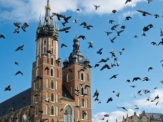Kraków rusza z antykoncepcją dla gołębi