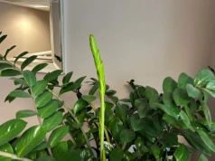 Namocz, poczekaj, podlej zamiokulkasa. Tą kuchenną odżywką wybudziłam roślinę z zimowego snu