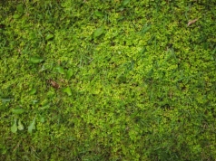 Wymieszaj dwa składniki i spryskaj trawnik. Mech po zimie zniknie szybciej, niż myślisz