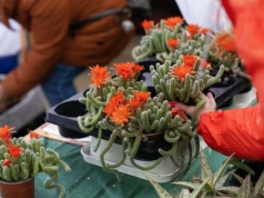 W takich doniczkach nie kupisz kwiatów. Sklepy muszą je wycofać