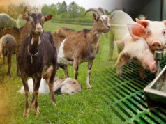 70% składki wraca do hodowcy. Kto nie złoży wniosku, ten realnie traci pieniądze