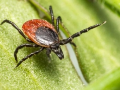 Czy czeka nas inwazja kleszczy tej wiosny? Ekspert wyjaśnia, czy mróz ogranicza ich populację