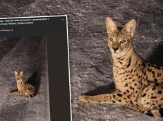 Dostali zgłoszenie o "chorym rysiu". Prawda okazała się szokująca. Alarm pod Warszawą