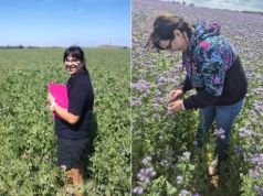 Wsiewki w uprawy jare. Jeden siew, dwa plony i korzyści dla gospodarstwa