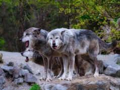 Władze biją na alarm: wilki widziane przy cmentarzu