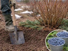 Nie wyrzucaj do kosza. Zakop pod borówką, a obrodzi jak szalona